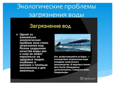 Экологи: Загрязнение реки Лесной в Калининграде достигло предельного уровня
