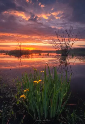 Фотография Природа Небо Озеро Рассветы и закаты траве