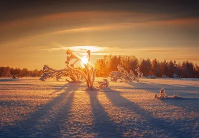 Юлий Юльевич Клевер - Закат солнца зимой, 1891, 59×83 см: Описание  произведения | Артхив