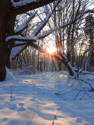 Закат солнца зимой - 82 фото