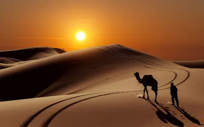 Закат в пустыне - обои на телефон бесплатно. | Puesta de sol en el  desierto, Puestas de sol, Camelus