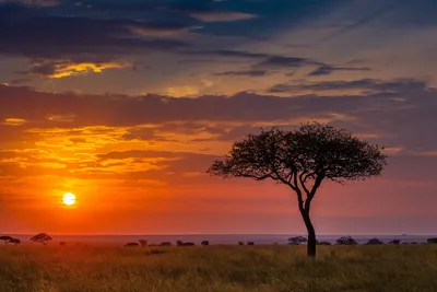 Закат В Саванне Африки С Деревьями Акации Сафари В Серенгети Танзании —  стоковые фотографии и другие картинки Африка - iStock