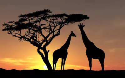 саванна закат тигр: 9 тыс изображений найдено в Яндекс.Картинках | Giraffe  silhouette, African sunset, Africa sunset