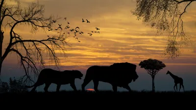 Закат в саванне на фоне стада... - Клуб путешественников | Facebook