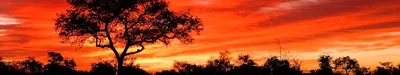 Красивый закат в саванне | Премиум Фото