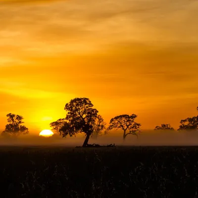 Online Jigsaw Puzzle «Sunset in Africa»