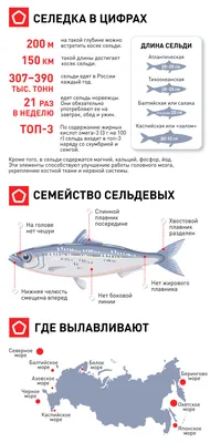 Фабрика ВЕСНА - крупнейшее рыбоперерабатывающее предприятие Астраханской  области | Наша продукция