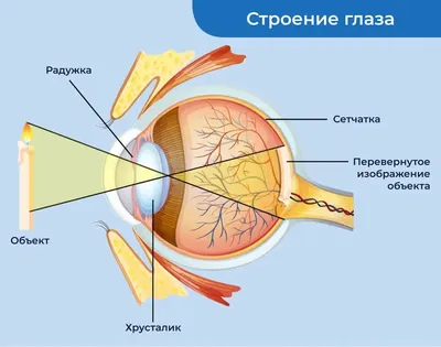Просто о сложном: что такое катаракта, как лечить катаракту? | Микрохирургия