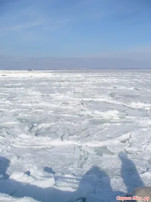 Из-за замерзания Азовского моря вымерла популяция жалящих медуз