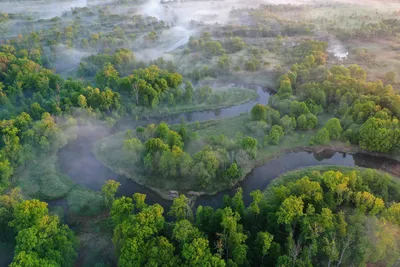 Заповедник Брянский лес. Фотограф Александр Березуцкий