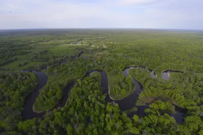 В заповеднике «Брянский лес» открыли новую экологическую тропу | РИА  «Стрела»