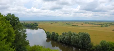 В заповеднике «Брянский лес» фотоловушка сняла маленьких зубрят | Брянские  новости