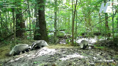 В заповеднике «Брянский лес» проснулись все медведи