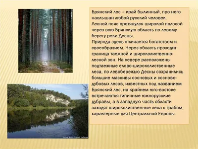 Заповедник «Брянский лес» - РИА Новости, 22.04.2017
