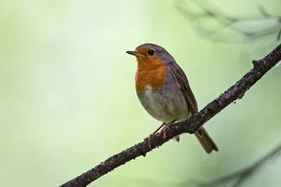 Зарянка (малиновка) - полунасекомоядная певчая птица только на фауна бай