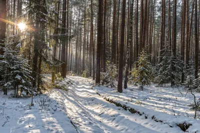 Зимний лес рисунок - 56 фото