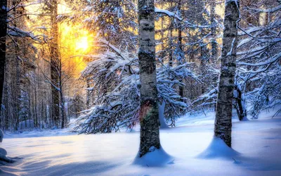 Зимний лес | Пейзажи, Лесной фон, Лес