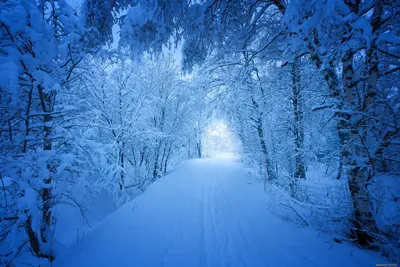 Зимний лес снег фон сильный снежный шторм Обои Изображение для бесплатной  загрузки - Pngtree