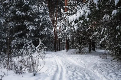 Снежный лес обои - 66 фото