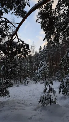 Зимний пейзаж. Заснеженный лес крупным планом. облачный день, серые цвета.  Монохромные цвета. Stock Photo | Adobe Stock