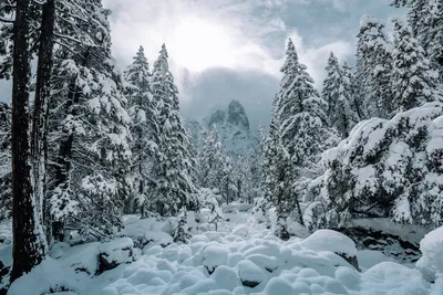 Зимний лес в морозный солнечный день Stock Photo | Adobe Stock