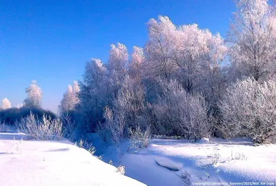 Красивый Зимний Пейзаж: Заснеженный Лес В Солнечный День В Финляндии  Фотография, картинки, изображения и сток-фотография без роялти. Image  67894699