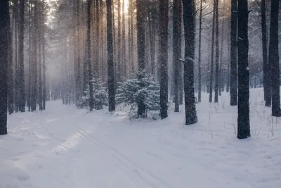 Зимний лес, эстетично, профессиональное…» — создано в Шедевруме