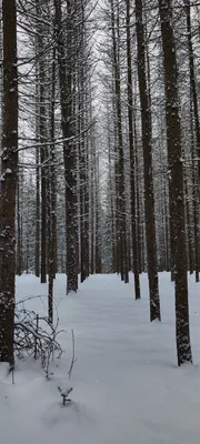 Зимний лес снег фон белые снежинки шторм Обои Изображение для бесплатной  загрузки - Pngtree