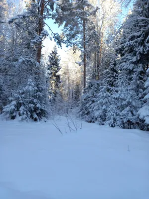 Голубое небо зимний лес снег фон, небо, Зимний лес снег фон, сосна фон  картинки и Фото для бесплатной загрузки