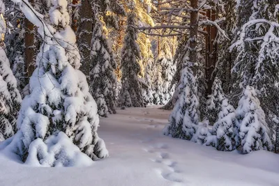 Зимний лес путь проходит через заснеженный лес россия | Премиум Фото