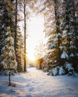 Заснеженный зимний лес кустами и елями, Россия, Урал, январь Stock-Foto |  Adobe Stock
