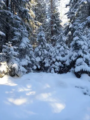 Зимний лес снег фон синий снег сцена сосны, Снежная сцена, сильный  снегопад, лес фон картинки и Фото для бесплатной загрузки