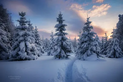 Дорога Snowy через снежный лес Стоковое Фото - изображение насчитывающей  бело, вал: 48346030