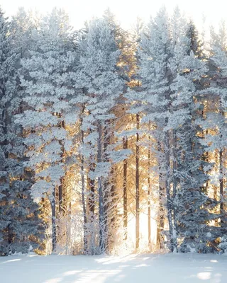 Как живёт зимний лес? Фотоотчёт для души | Татьяна Чепурнова | Дзен