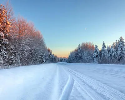 Зимний Пейзаж В Лесу С Деревьями, Покрытыми Белым Снегом. Заснеженный Лес.  Холодная Погода И Снегопад Зимой. Фотография, картинки, изображения и  сток-фотография без роялти. Image 79643378