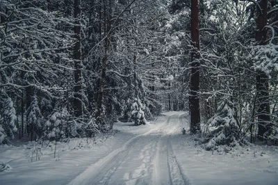 Зимний снежный лес (56 фото) - 56 фото