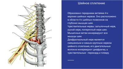 О затылочной невралгии - Prima-Vertebra