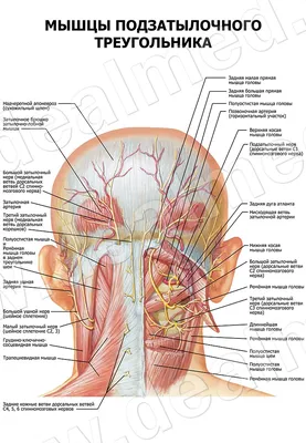 Поверхностная анатомическая человеческая голова с сосудистым нервом,  прикрепленным к средней sagittal секции головы, модель анатомии | AliExpress