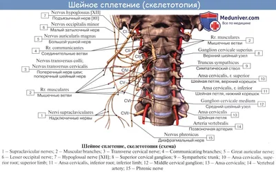 Череп иллюстрации : нормальная анатомия | e-Anatomy