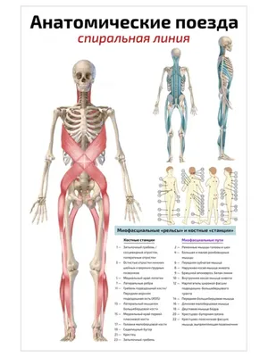 Задняя область шеи - по атласу анатомии