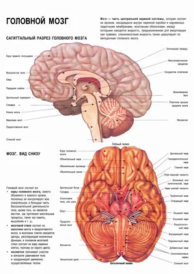 Периферическая нервная система — Википедия