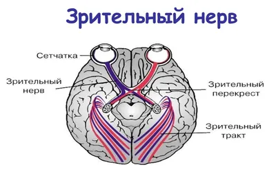 Неделя лечения сложных лицевых болей прошла на базе Центра. - Федеральный  центр нейрохирургии, г. Новосибирск