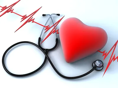 Здоровое Сердце Человека — стоковые фотографии и другие картинки Анатомия -  Анатомия, Биология, Внутренний орган человека - iStock