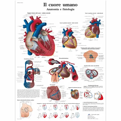 Здоровое сердце. Анализы со скидкой 15% | Лаборатория СИТИЛАБ | Дзен