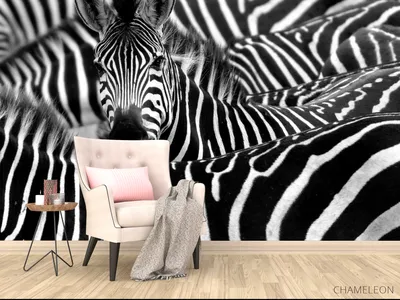 черно-белый животный принт зебра гостиная обои - TenStickers