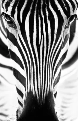 Фотообои | Фотообои с цифровой печатью \"Zebra\" от Komar®