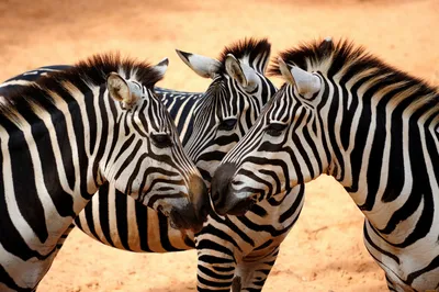 милые животные зебра обои - TenStickers
