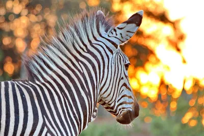 Фотообои Задумчивая зебра», (арт. 0435) - купить в интернет-магазине  Chameleon