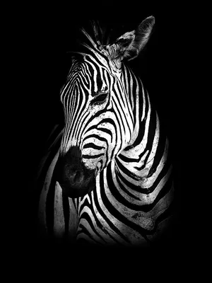 Фотообои R19062 Close Up Zebra - RebelWalls | FiestaDesign