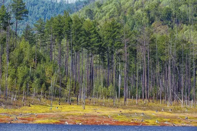 Туризм головного мозга: как 11 велосипедистов покорили Зейское  водохранилище — Амурская правда, новости Благовещенска и Амурской области